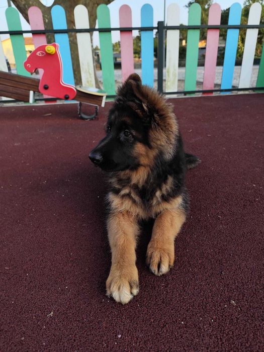 Pastor Alemão  pelo comprido com certificado lop e Afixo