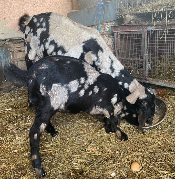 Англонубійські породисті козочки, козенята, кози