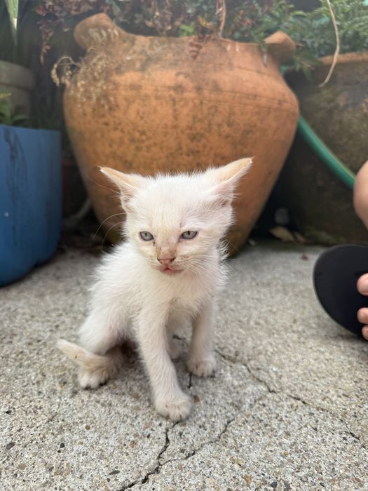 Gatinhos bebés para adoção