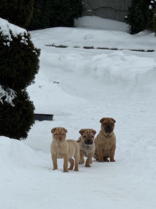 ПРОДАМ! Хлопчики породи Шарпей