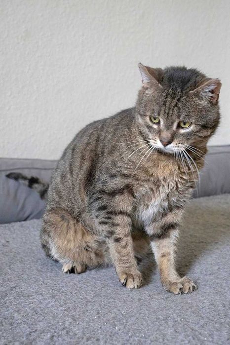 Starszy kocurek FENIKS do adopcji.