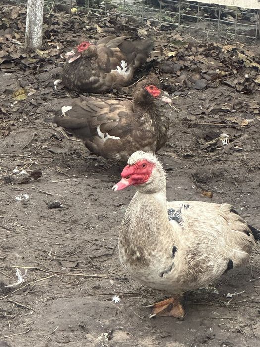 Продам Індокачки