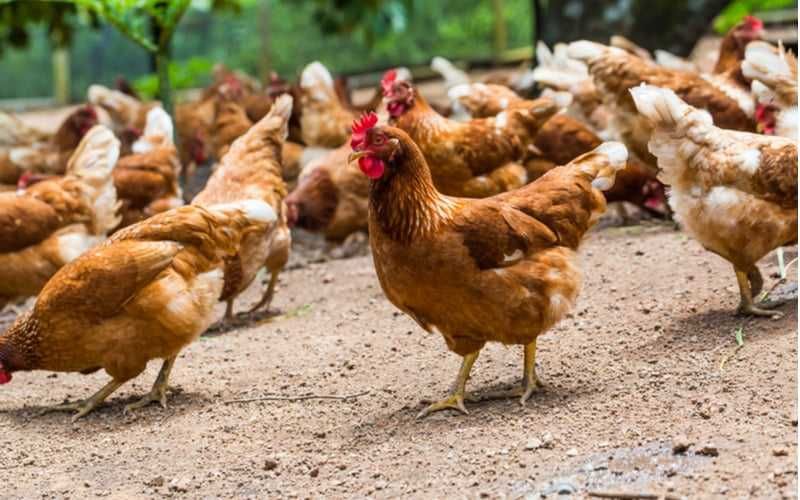 Ovos de galinhas caseiros