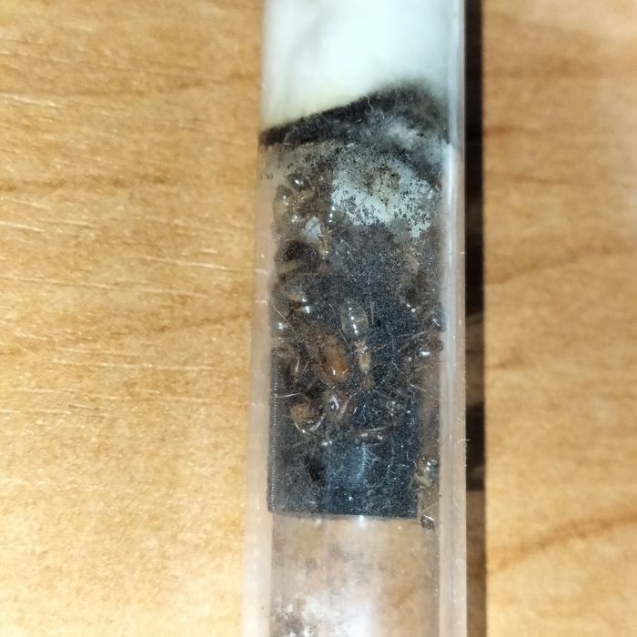 Mrówki Camponotus Maculatus Subnudus