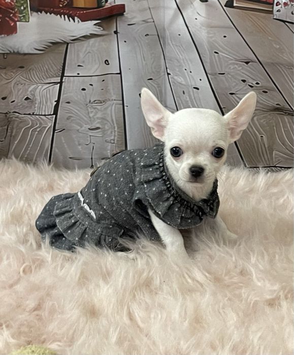 Дівчинка красунечка міні