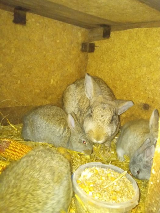 Молоди самки самці