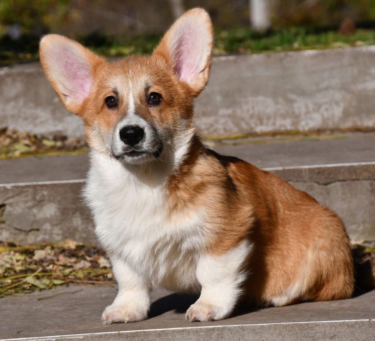 Хлопчик вельш коргі пемброк