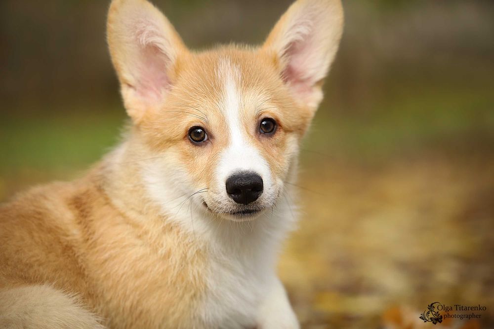 Вельш коргі пемброк