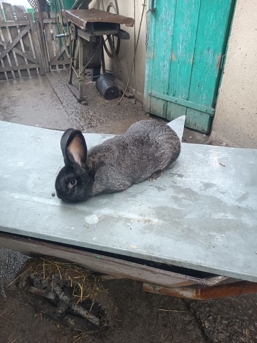 Кролі-кролики самці