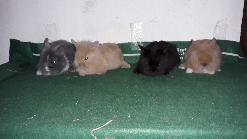 Декоративні карликові кролики