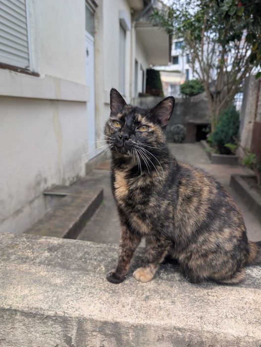 Linda Gatinha para Adopção