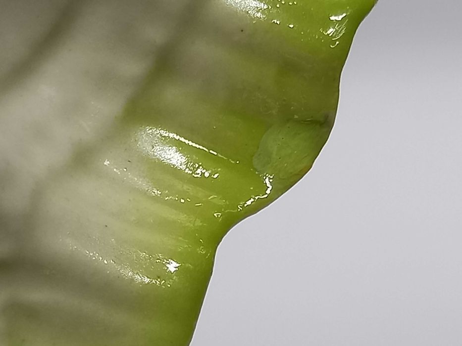 Tancerka, figurka, Steatyt Katowice