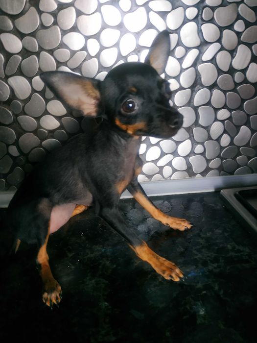 Мини той-терьер девочки,тип оленёнок,черно подпалые.