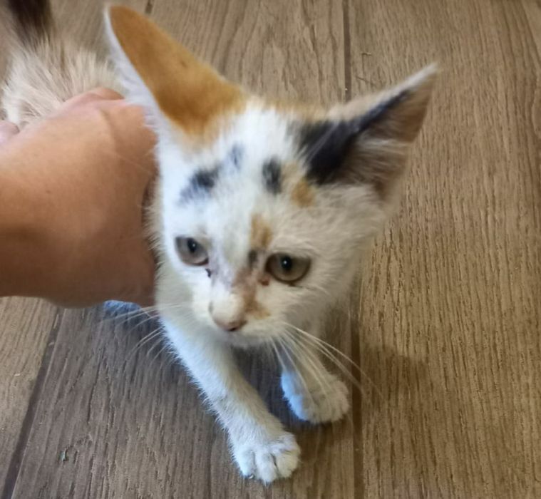 Безплатно животные