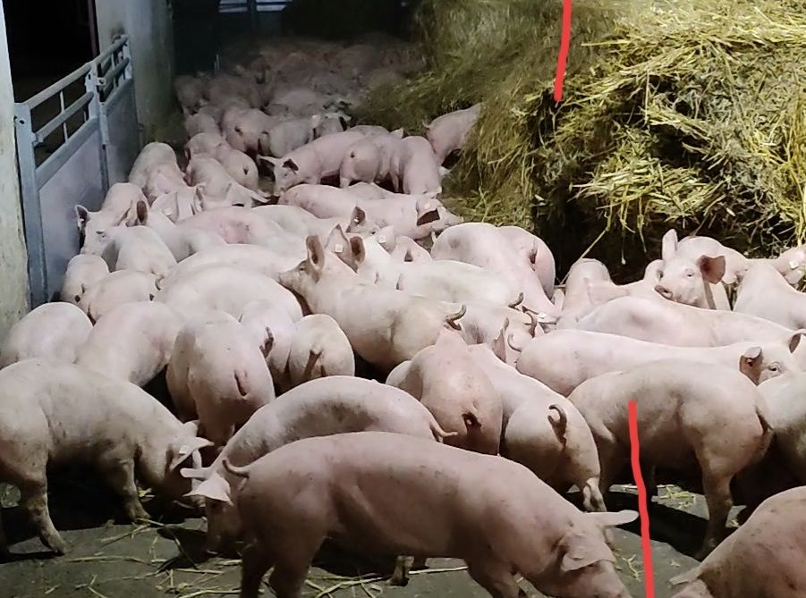 700 warchlaków  Dania oraz LOSZKI F1