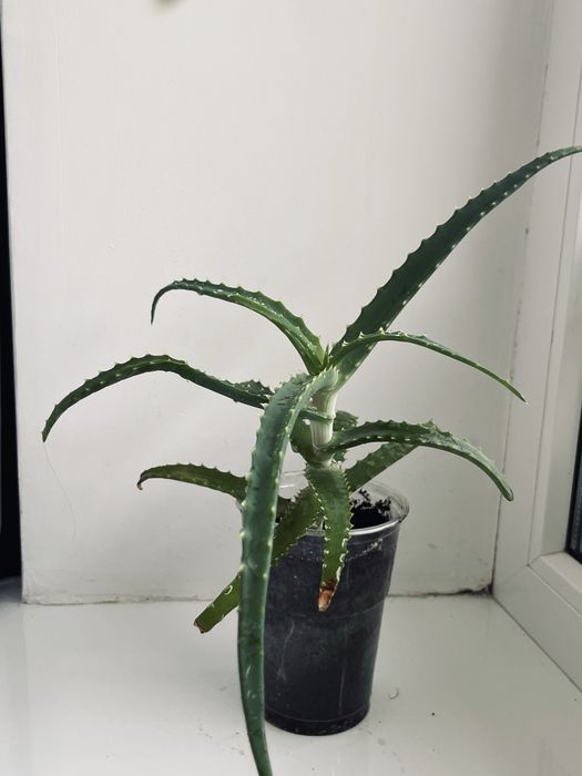 Алое деревовидне лікувальне