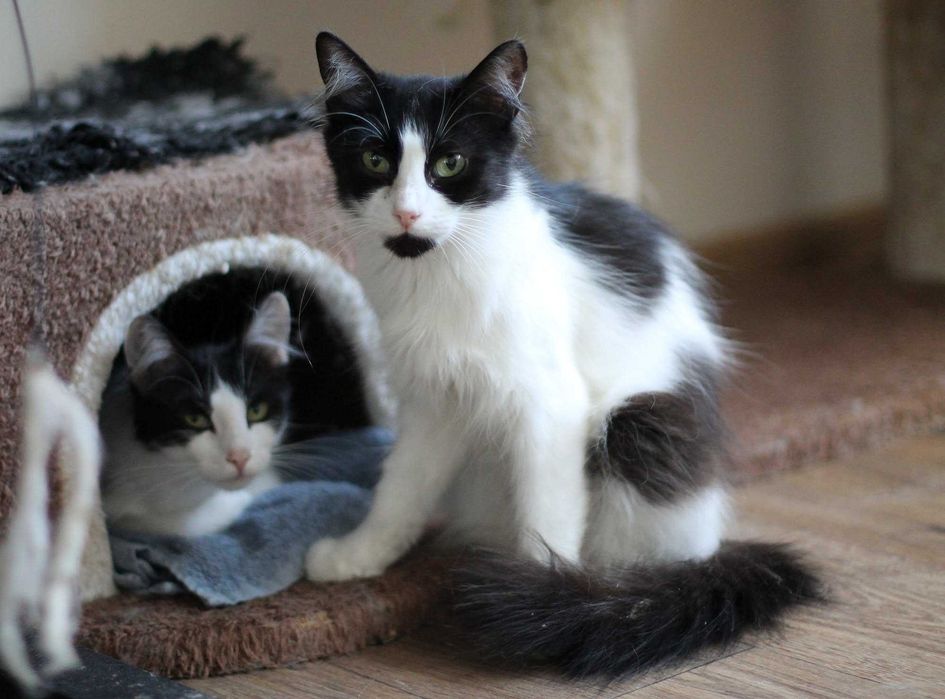 Yumi i Yoko - dwie kudłate piękności- do adopcji tylko razem