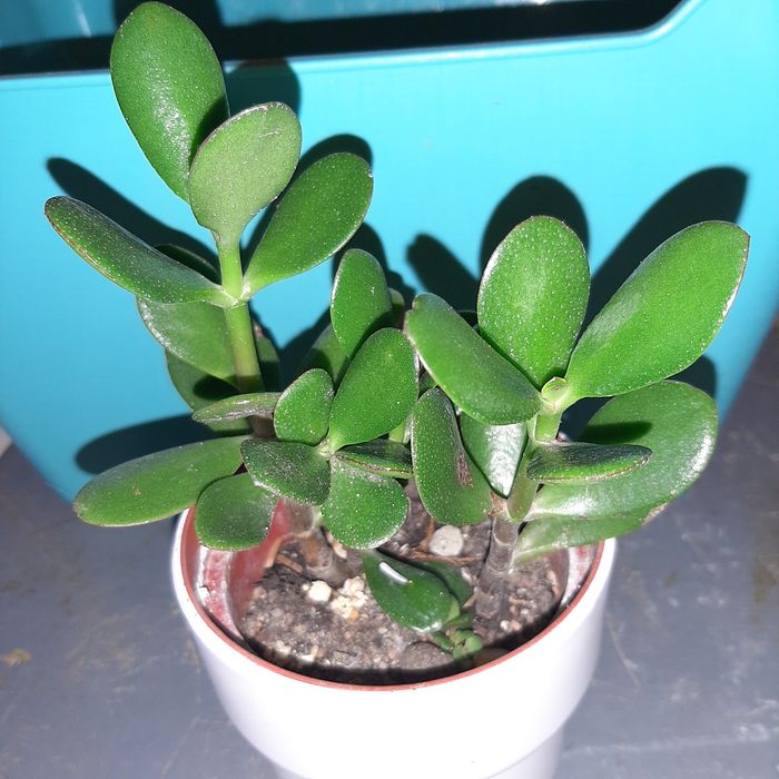 Grubosz jajowaty,  ovata