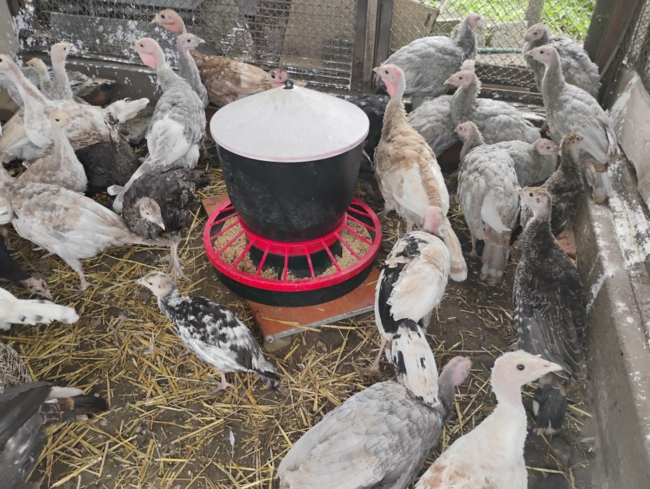 Indyki młode mix kolorów