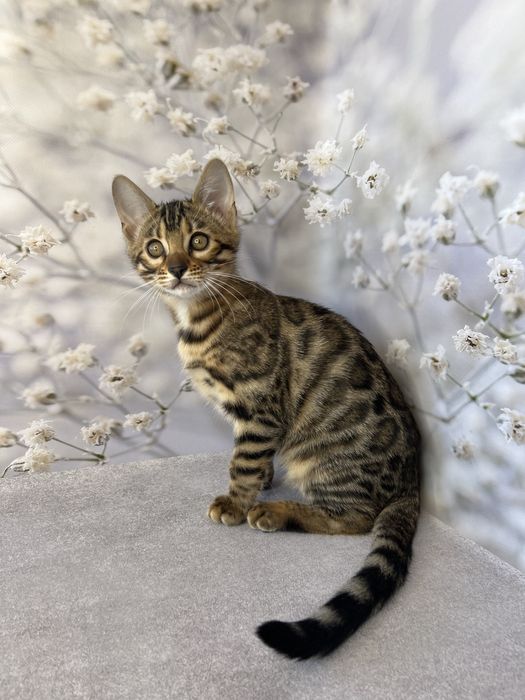 Бенгальские котята