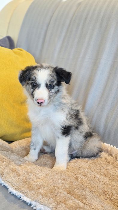 Border Collie Blue Merle Macho