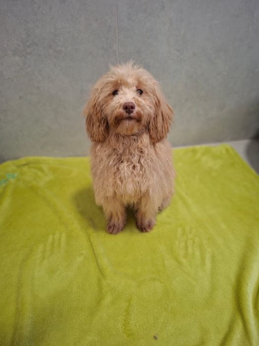 Pudel- Havapoo hybryda