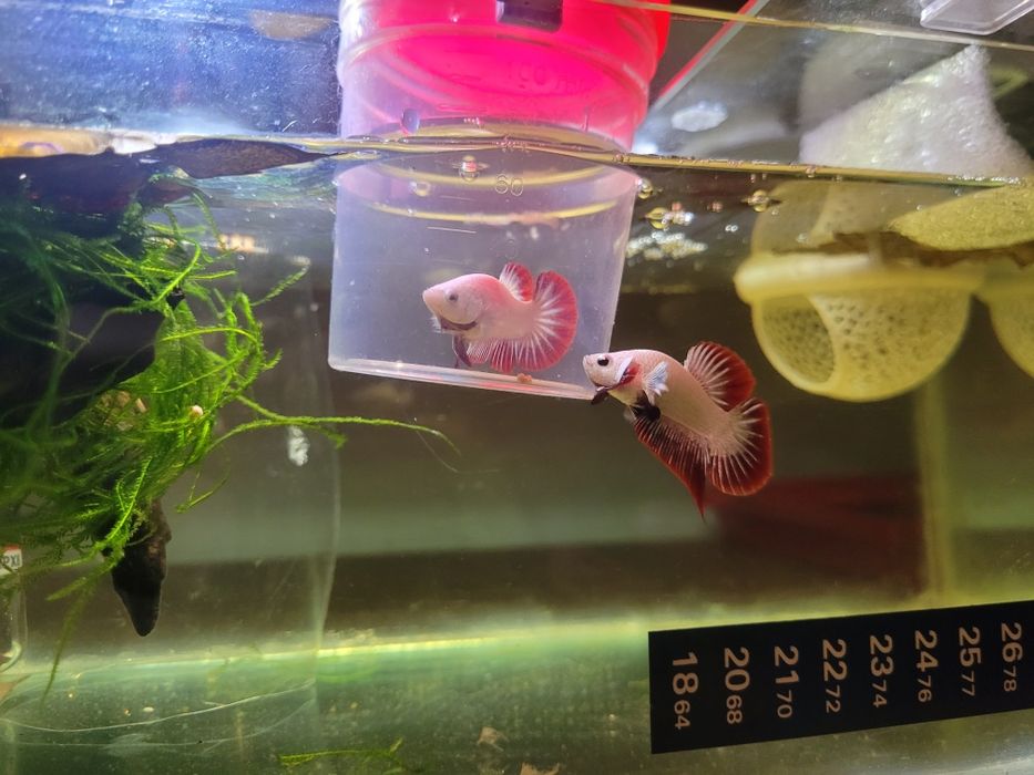 Casal de Betta Red Dragon Plakat Premium à venda os mesmos das fotos