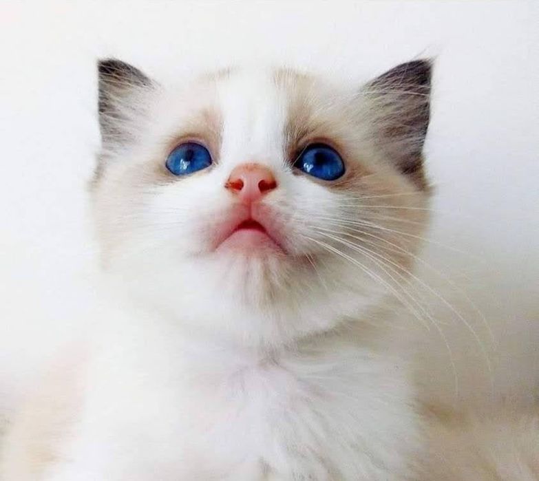 Kocięta ragdoll rodowód FPL