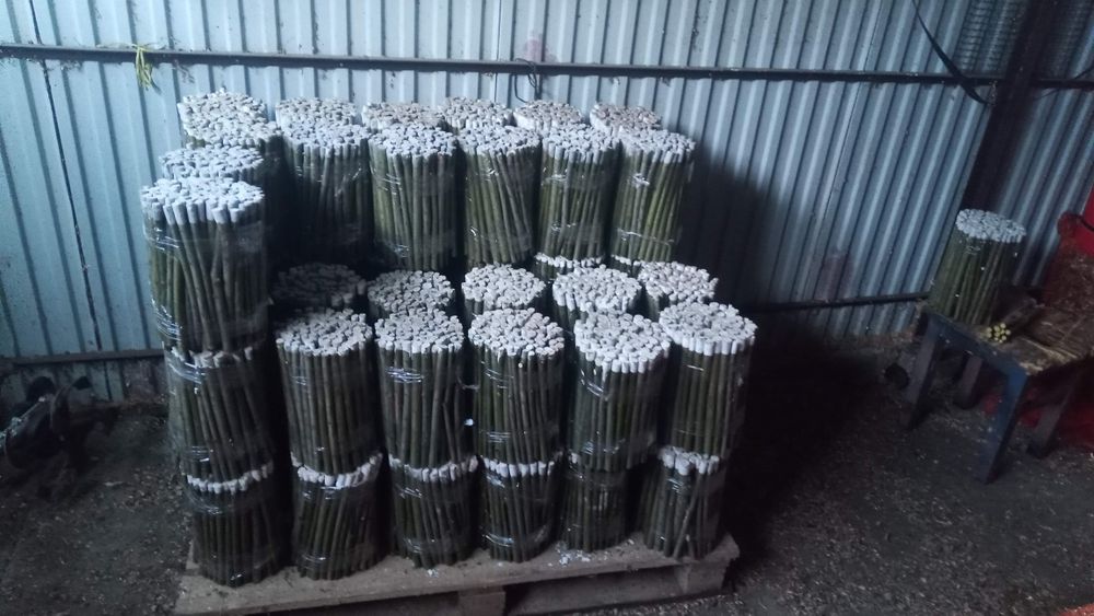 Sadzonki wierzby energetycznej zielona architektura wierzba energetycz