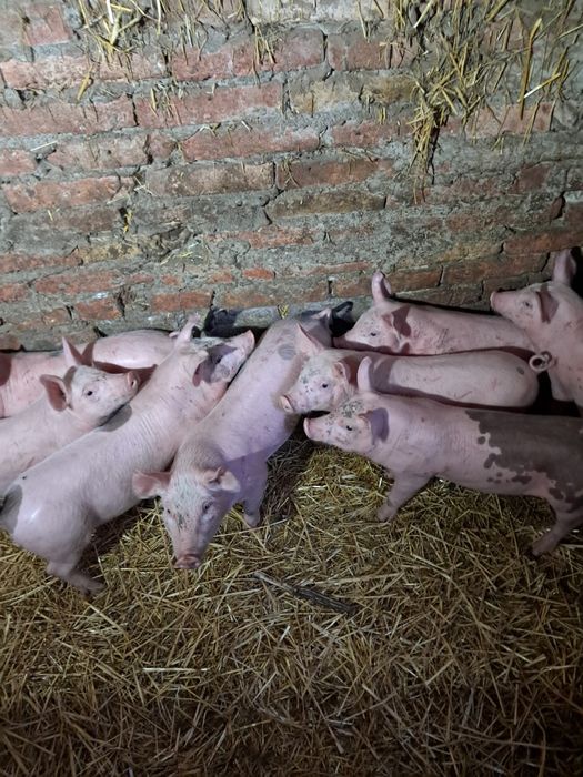 Поросята домашні.