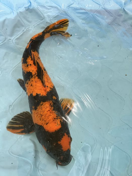 Carpa koi hinutsuri male