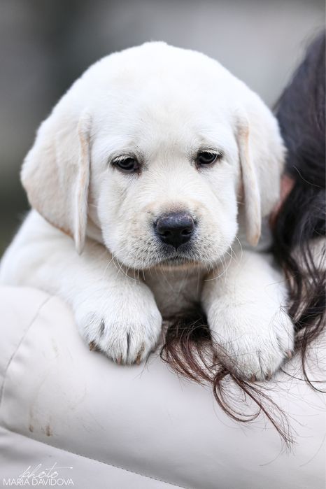 Цуценя лабрадора