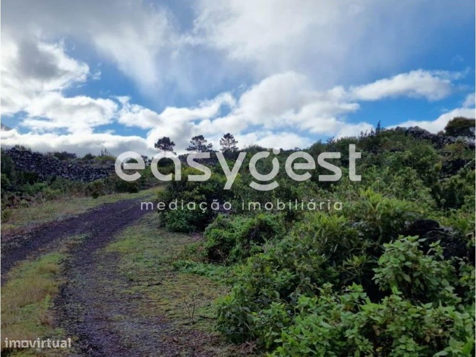 Terreno Rústico de vinha e arvoredo junto ao Aeroporto do Pico