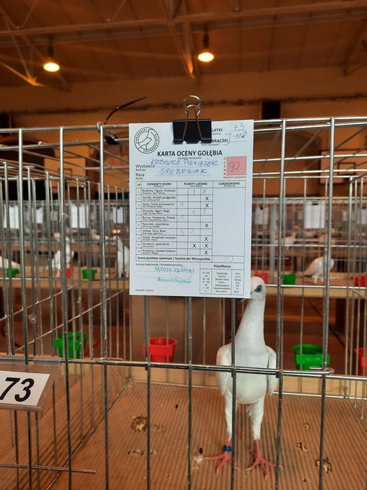 Sprzedam gołębie srebrniaka,jasne.