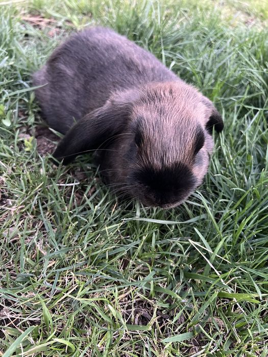 Vendo bebé coelho raça mini loop (Orelhudo) e mini Lion