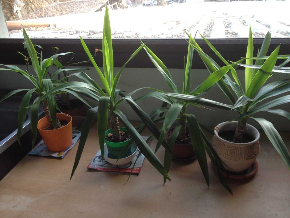 kwiaty doniczkowe monstery