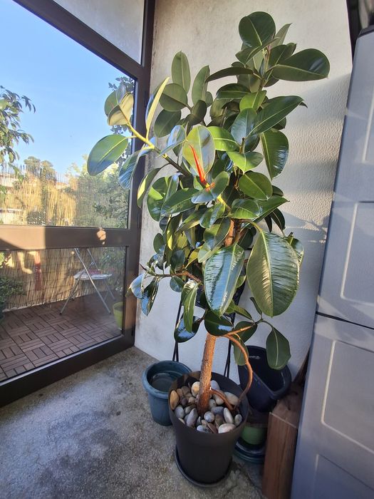 Ficus elastica (borracheira)