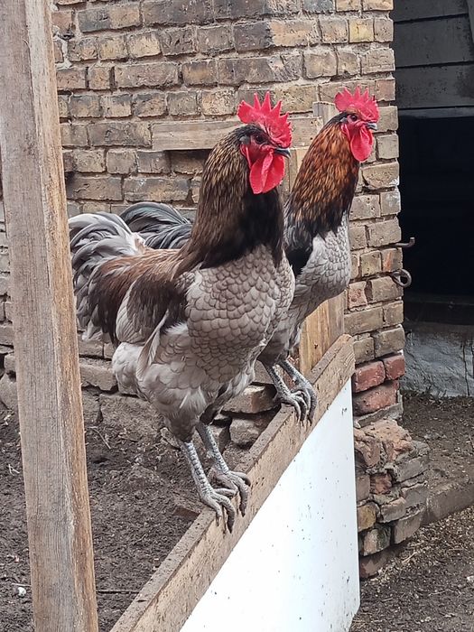 Kogut młody Australorp