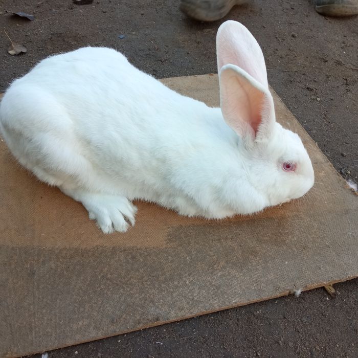 Кролики Термоны,