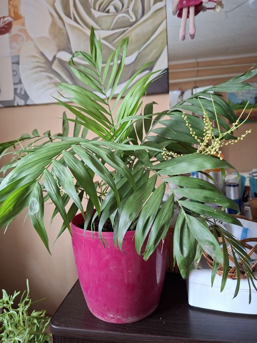 Квітка пальма цветок