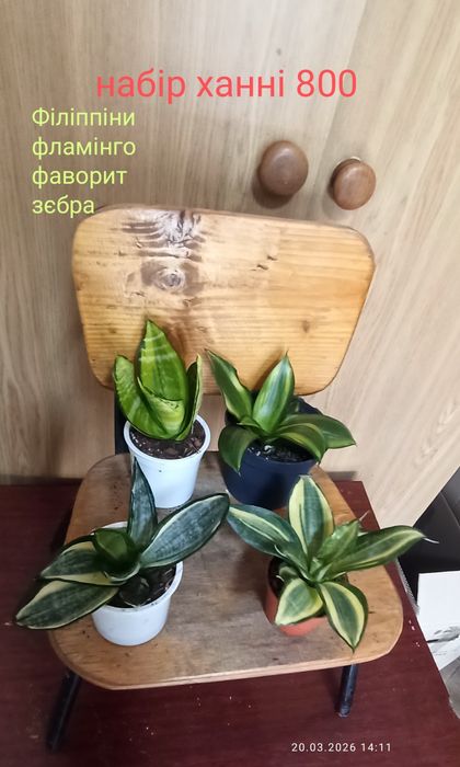 Набори сансевієрій