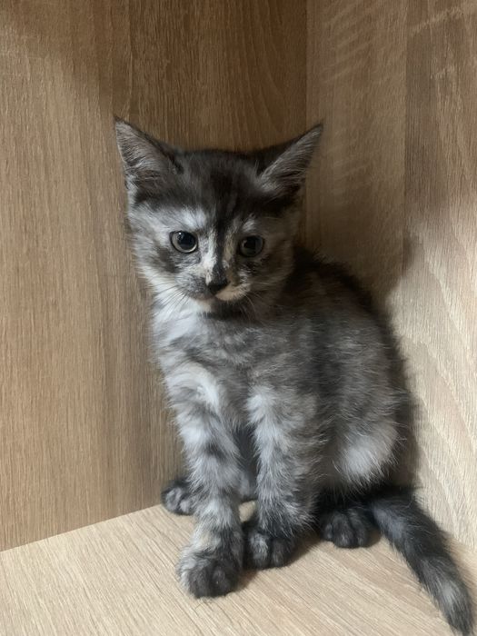 Віддам кошенят в добрі руки