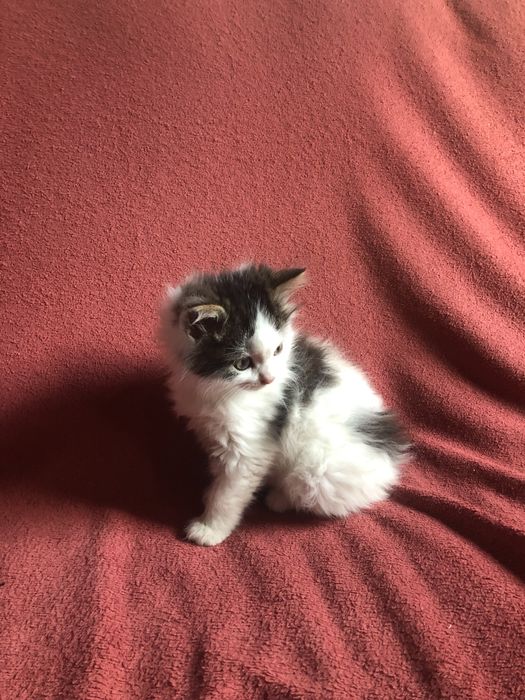 Віддам безкоштовно чарівних кошенят в добрі руки