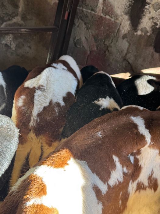 Sprzedam 10szt byczków mięsnych biała strefa transport w cenie