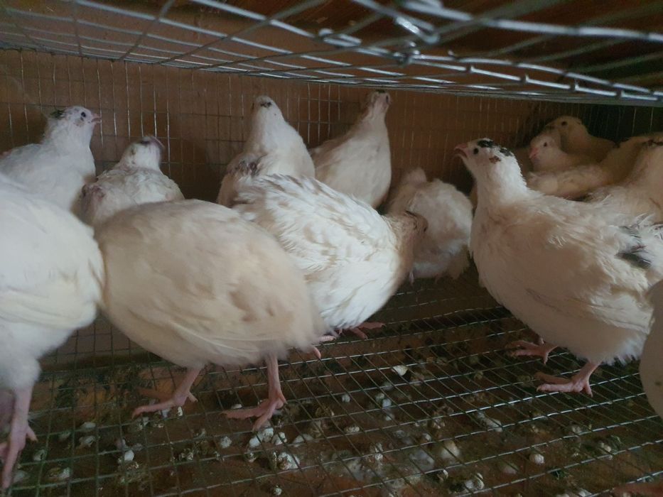 Перепілка м'ясо несучка