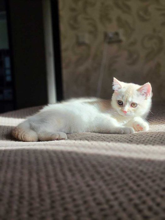 Шотландский котик