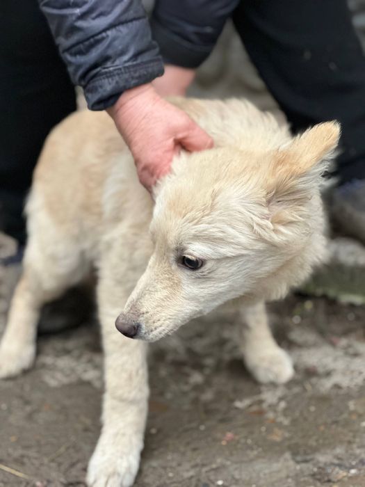 Собаки та ГРОШІ (певна сума на перший час)