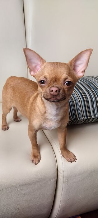 Вязка !!! ЧИХУАХУА.