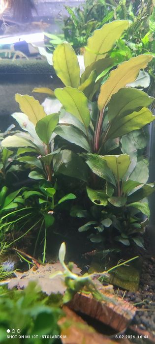 Zestaw roślin do akwarium  bez co2