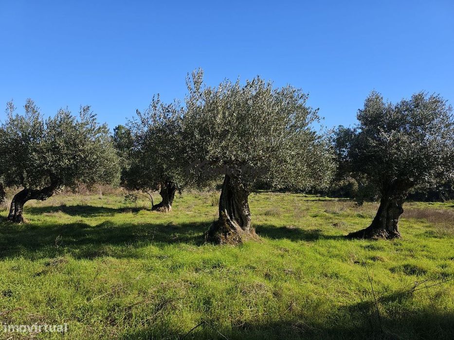 Quinta com olival e arrecadação